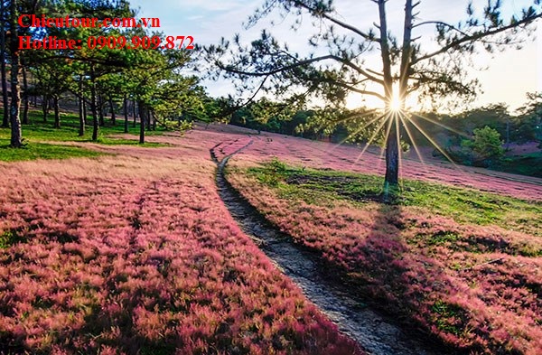 TOUR DU LỊCH CẦN THƠ ĐÀ LẠT THĂM QUAN ĐƯỜNG HẦM ĐẤT SÉT ( 03N03Đ) GIÁ RẺ  TOUR DU LỊCH CẦN THƠ ĐÀ LẠT THĂM QUAN ĐƯỜNG HẦM ĐẤT SÉT ( 03N03Đ) GIÁ RẺ