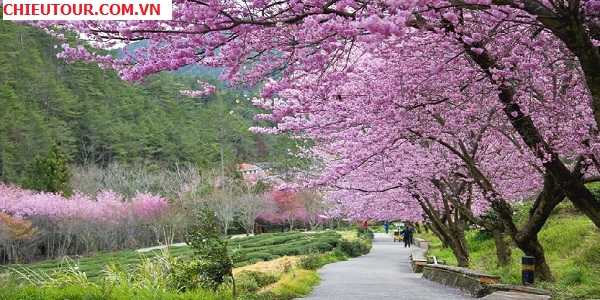 ngam-hoa-anh-dao-tai-dai-loan