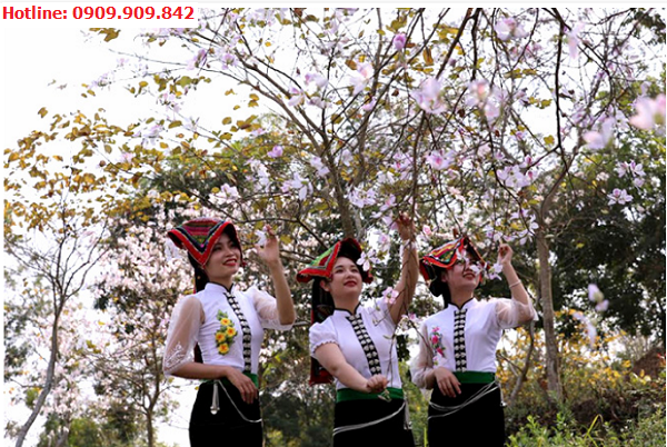 Hoa ban nở rộ tại Điện Biên