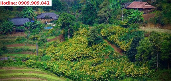 Hoa dã quỳ nở rộ tại Điện Biên