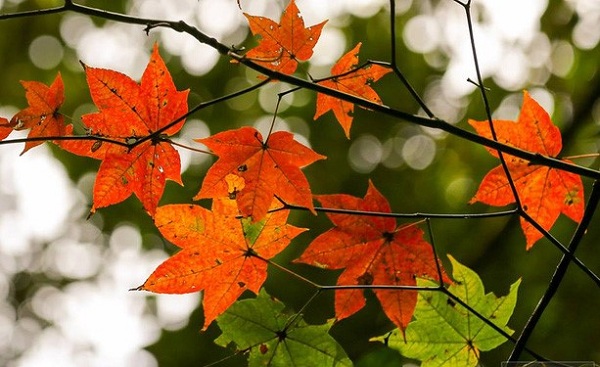 Du lịch Rừng lá Phong đỏ tại Đà Lạt