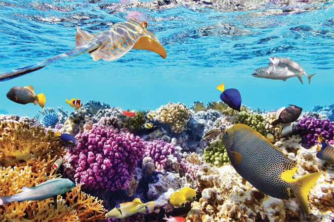 Tour Du Lịch Bình Ba – Nha Trang 3N3Đ – (Vinpearl-Tắm Bùn) Tour Du Lịch Bình Ba – Nha Trang 3N3Đ – (Vinpearl-Tắm Bùn)