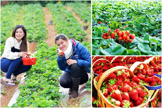 TOUR DU LỊCH ĐÀ LẠT 4 NGÀY 3 ĐÊM TOUR DU LỊCH ĐÀ LẠT 4 NGÀY 3 ĐÊM