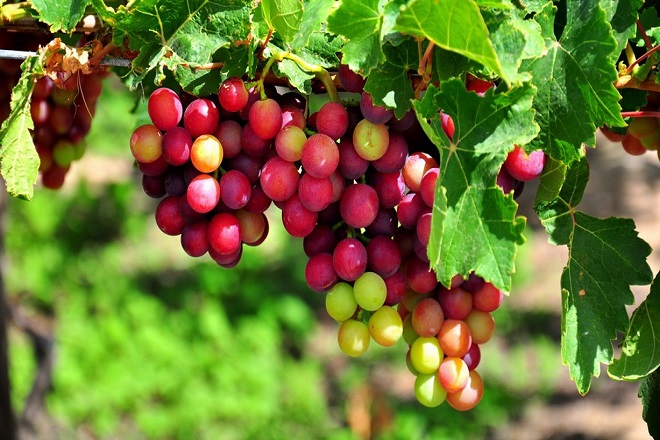 TOUR 4 ĐẢO: BÌNH HƯNG - BÌNH LẬP - BÌNH TIÊN - BÌNH BA  - HANG RÁI - VƯỜN NHO TOUR 4 ĐẢO: BÌNH HƯNG - BÌNH LẬP - BÌNH TIÊN - BÌNH BA  - HANG RÁI - VƯỜN NHO