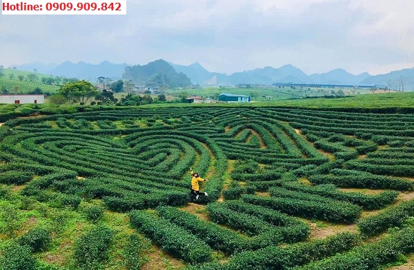 Nông trường chè tại Mộc Châu