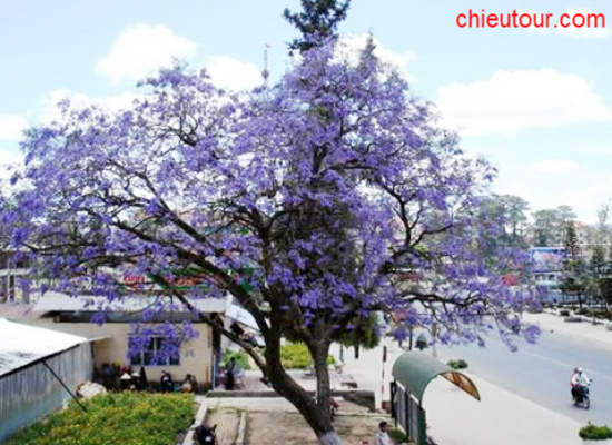 Hoa Phượng Tím Đà Lạt Hoa Phượng Tím Đà Lạt