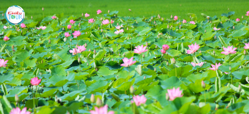 Tour Cao Lãnh Đồng Tháp mùa nước nổi giá rẻ