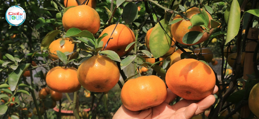 Tour Cao Lãnh Đồng Tháp mùa nước nổi giá rẻ