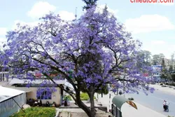 TOUR CẦN THƠ ĐI ĐÀ LẠT ( 03 NGÀY 03 ĐÊM ) GIÁ CHỊ 1,795,000 Đ