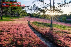 TOUR DU LỊCH SÀI GÒN - ĐÀ LẠT (3 NGÀY 2 ĐÊM) GIÁ RẺ