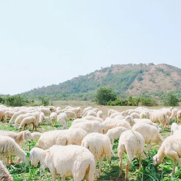 TOUR VŨNG TÀU 2 NGÀY 1 ĐÊM TẾT ÂM LỊCH