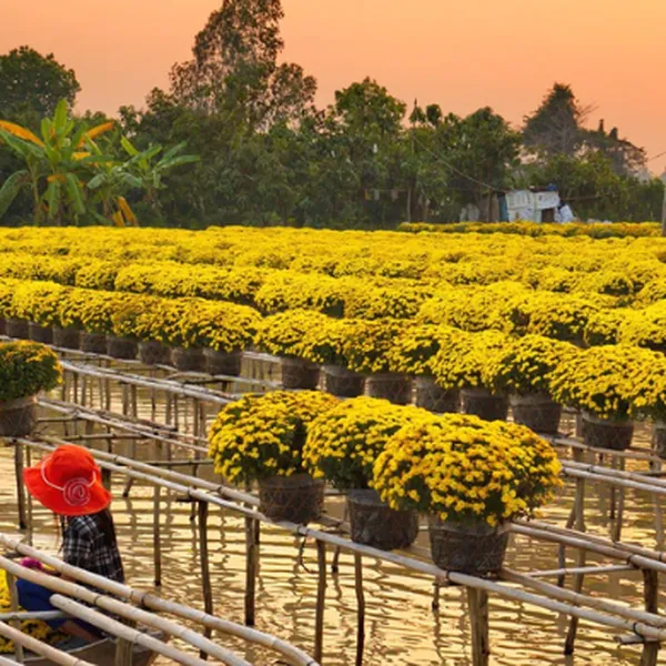 TOUR CAO LÃNH - ĐỒNG THÁP MÙA NƯỚC NỔI 2 NGÀY 1 ĐÊM GIÁ RẺ