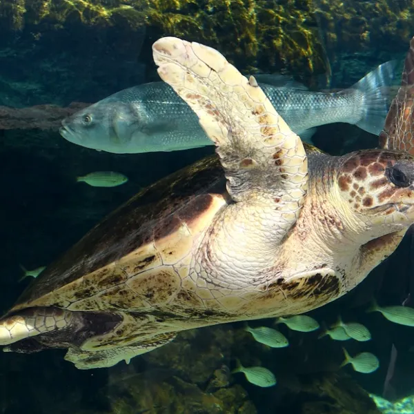 Tour Nha Trang - Đà Lạt 5N4D giá rẻ khởi hành từ TPHCM