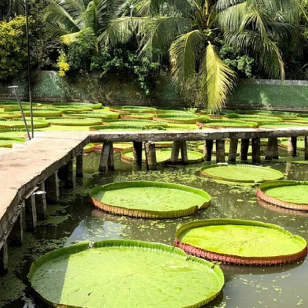 TOUR CAO LÃNH - ĐỒNG THÁP MÙA NƯỚC NỔI 2 NGÀY 1 ĐÊM GIÁ RẺ