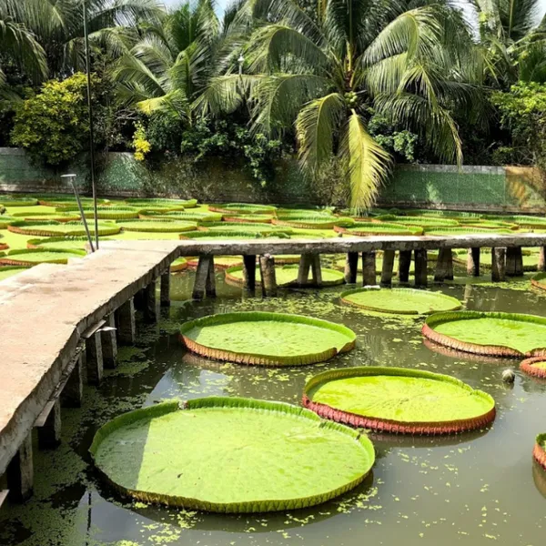 TOUR DU LỊCH TPHCM - ĐỒNG THÁP - CẦN THƠ 2 NGÀY 1 ĐÊM GHÉP ĐOÀN