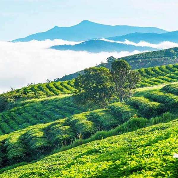 TOUR ĐÀ LẠT LỄ 30/4 1/5 3 NGÀY 3 ĐÊM GIÁ RẺ