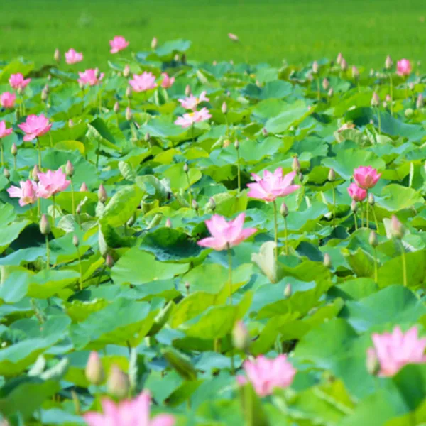TOUR CAO LÃNH - ĐỒNG THÁP MÙA NƯỚC NỔI 2 NGÀY 1 ĐÊM GIÁ RẺ