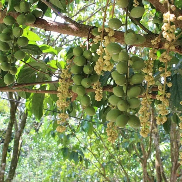 TOUR ĐỒNG NAI ĐI MIỀN TÂY 3 NGÀY 2 ĐÊM