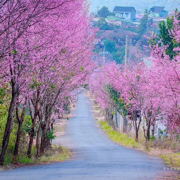 TOUR DU LỊCH ĐÀ LẠT 4N3D RẺ NHẤT