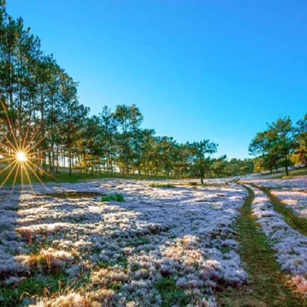 TOUR DU LỊCH ĐÀ LẠT CHẤT LƯỢNG