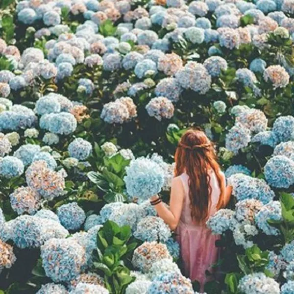 TOUR DU LỊCH ĐÀ LẠT DÀNH CHO HỌC SINH, SINH VIÊN