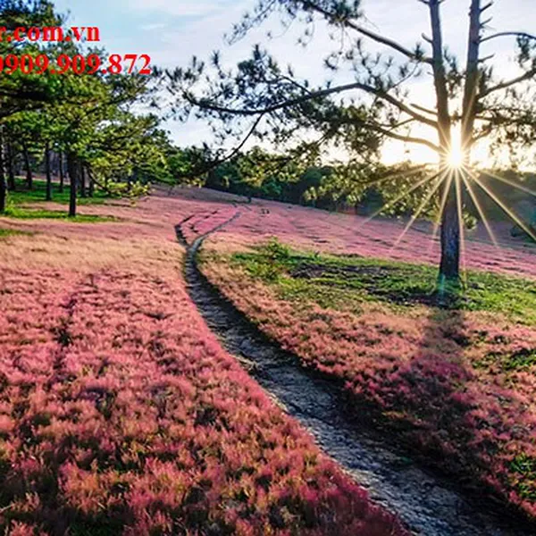 TOUR DU LỊCH ĐÀ LẠT TỪ CHÂU ĐỐC GIÁ RẺ CHẤT LƯỢNG