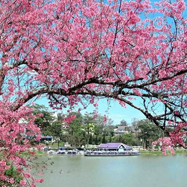 TOUR DU LỊCH NINH CHƯ ĐÀ LẠT 4N3D