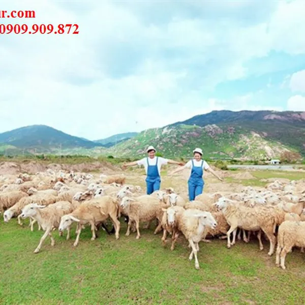 TOUR DU LỊCH VŨNG TÀU ĐI TỪ BẾN TRE GIÁ RẺ