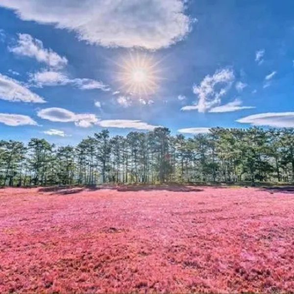 TOUR DU LỊCH ĐÀ LẠT 1 NGÀY KHÁM PHÁ