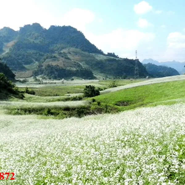 TOUR LONG AN ĐI MIỀN BẮC - MỘC CHÂU GIÁ RẺ