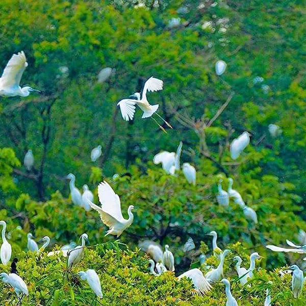 Tour Miền Tây Đồng Tháp - An Giang - Cà Mau - Cần Thơ