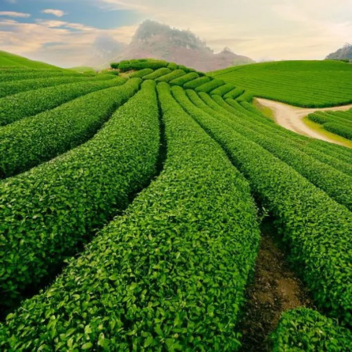TOUR DU LỊCH ĐÀ LẠT 2 NGÀY 2 ĐÊM GIÁ RẺ CHẤT LƯỢNG