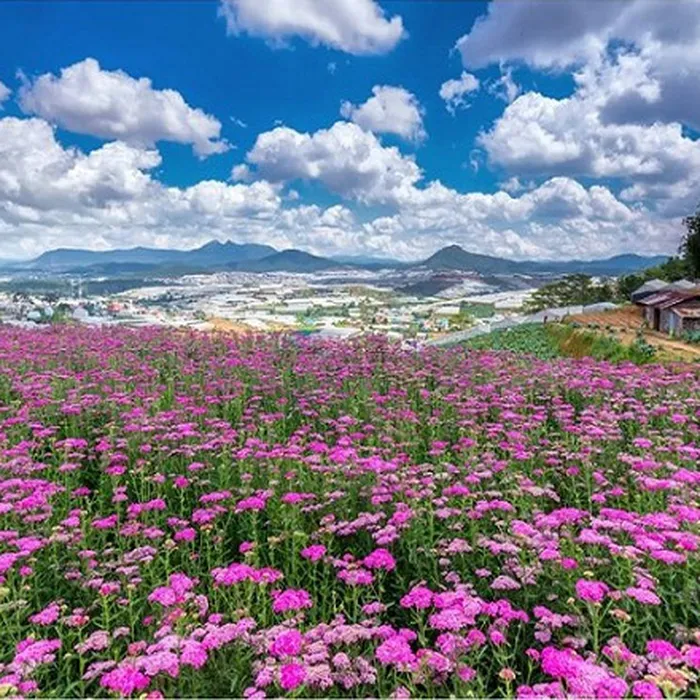 TOUR DU LỊCH HẢI PHÒNG ĐÀ LẠT KHÁM PHÁ THÀNH PHỐ HOA