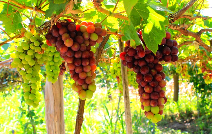 tour-du-lich-quy-nhon-phu-yen-4-ngay-4-dem-gia-re