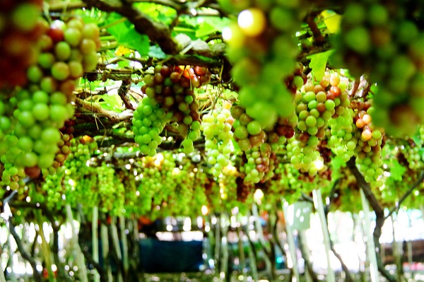 tour-du-lich-sai-gon-phu-yen-bang-xe-giuong-nam