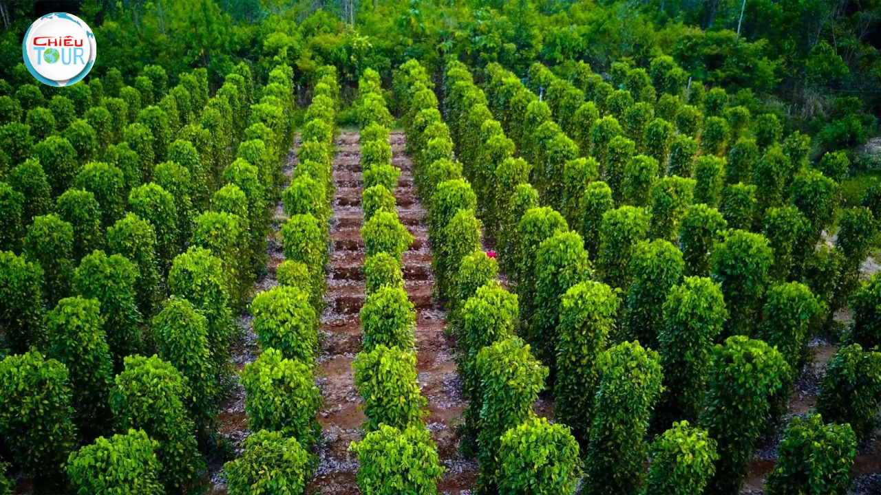 Tour du lịch Phú Quốc 3 Ngày 2 Đêm ghép đoàn