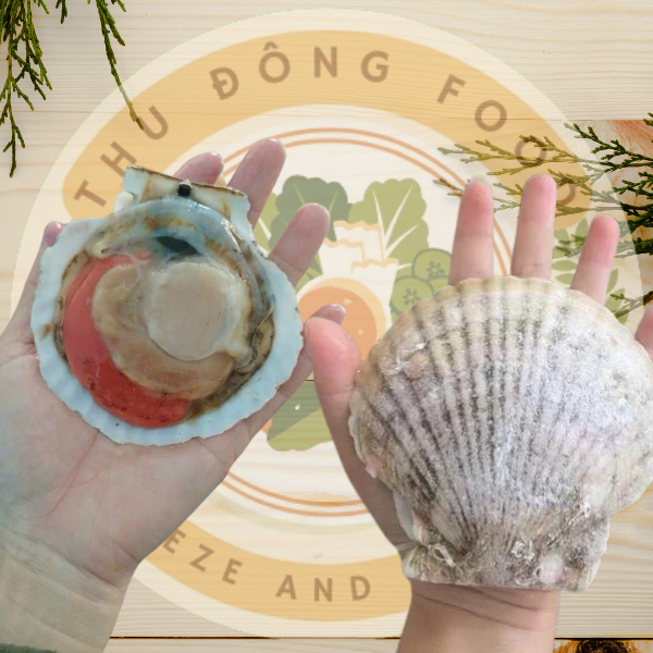 Sò Điệp Nhật Nguyên Con Sò Điệp Nhật Nguyên Con