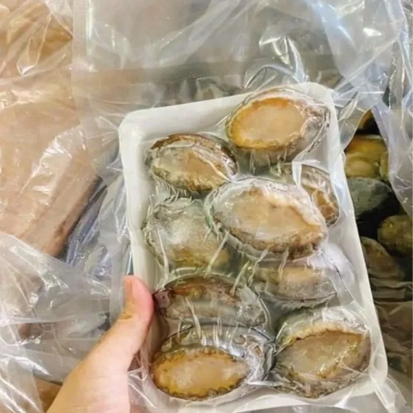 Bào Ngư Hàn Quốc Tươi 500g/Vỉ (Size từ 16-20 con/kg)