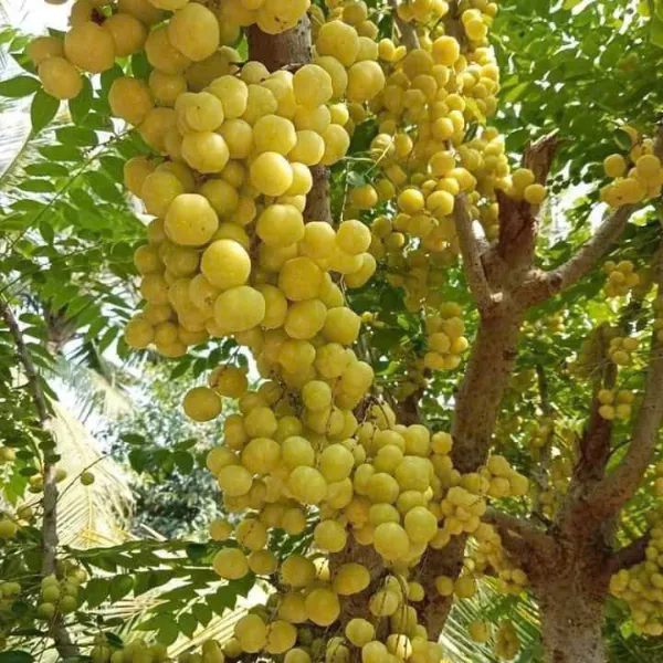 Chùm Ruột Rim Mật Ong Hộp 500g