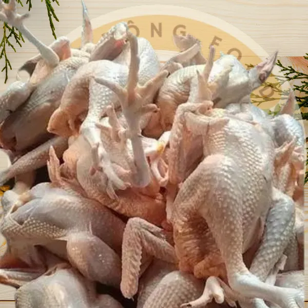 Gà Thả Vườn Nguyên Con Có Đầu Có Chân Không Lòng