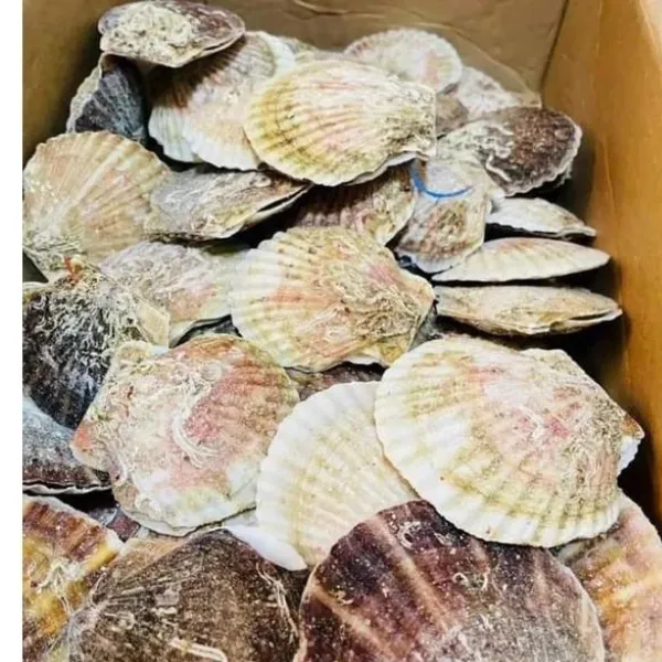 Sò Điệp Nhật Nguyên Con Túi 1kg