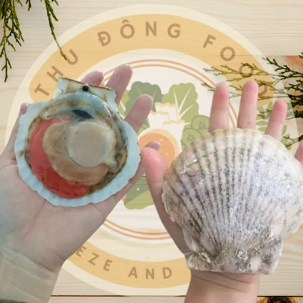 Sò Điệp Nhật Nguyên Con Túi 1kg