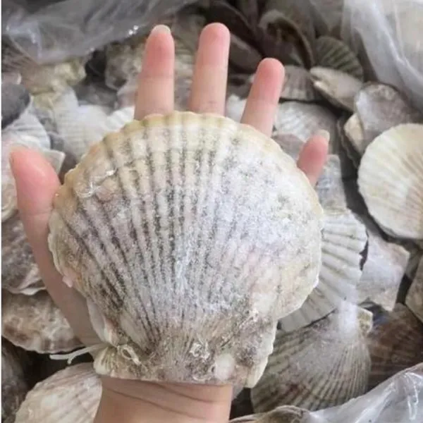 Sò Điệp Nhật Nguyên Con Túi 1kg