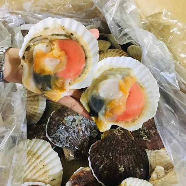 Sò Điệp Nhật Nguyên Con Túi 1kg