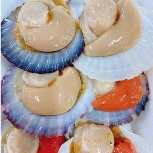 Sò Điệp Nhật Nguyên Con Túi 1kg