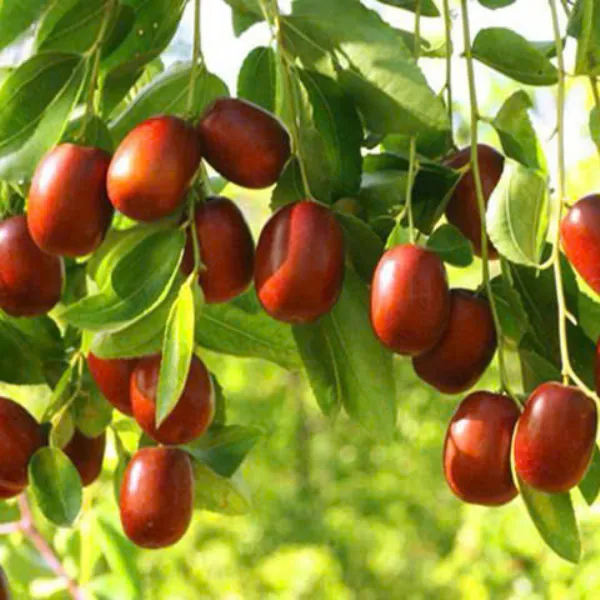 Táo Đỏ Tân Cương