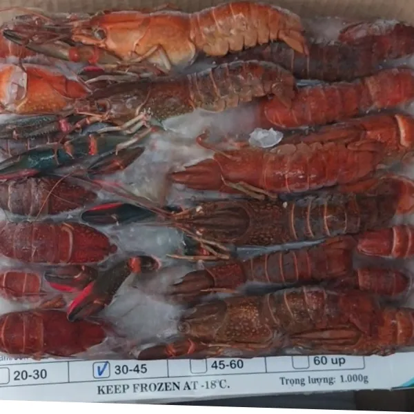 Tôm Hùm Đất Nhập Khẩu Hộp 1kg Size 20-30