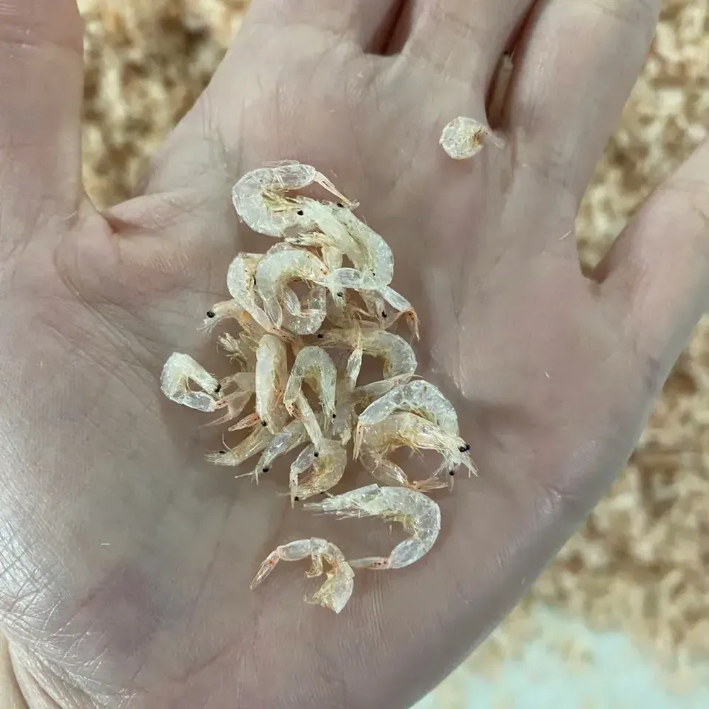 干小虾