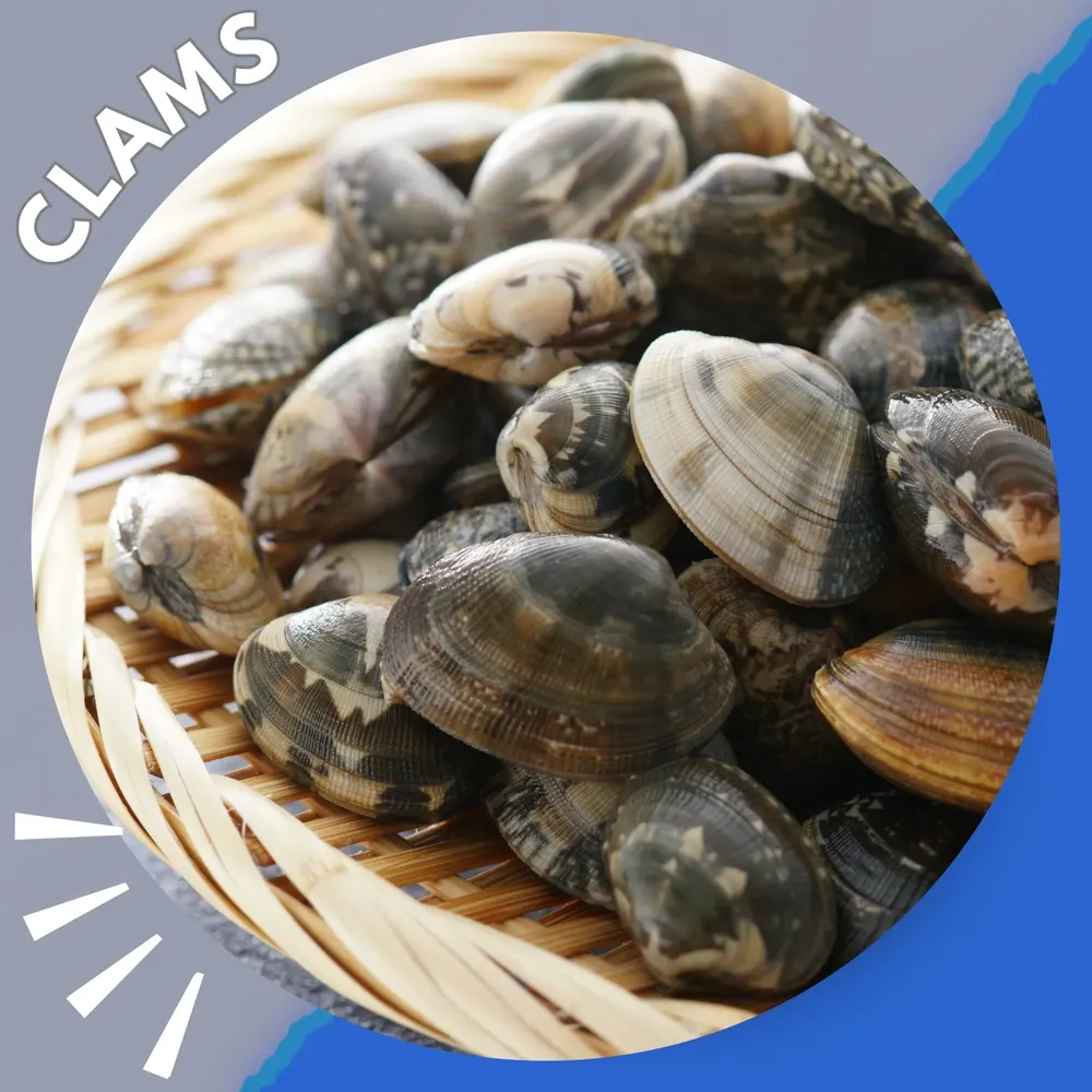 Clams