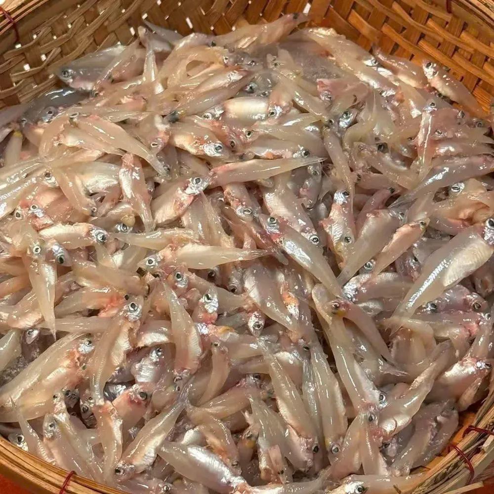 River Anchovies
